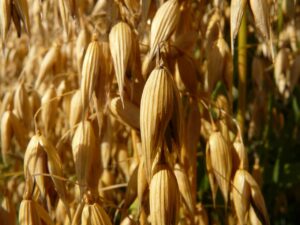 oats, oat field, fields-8945.jpg