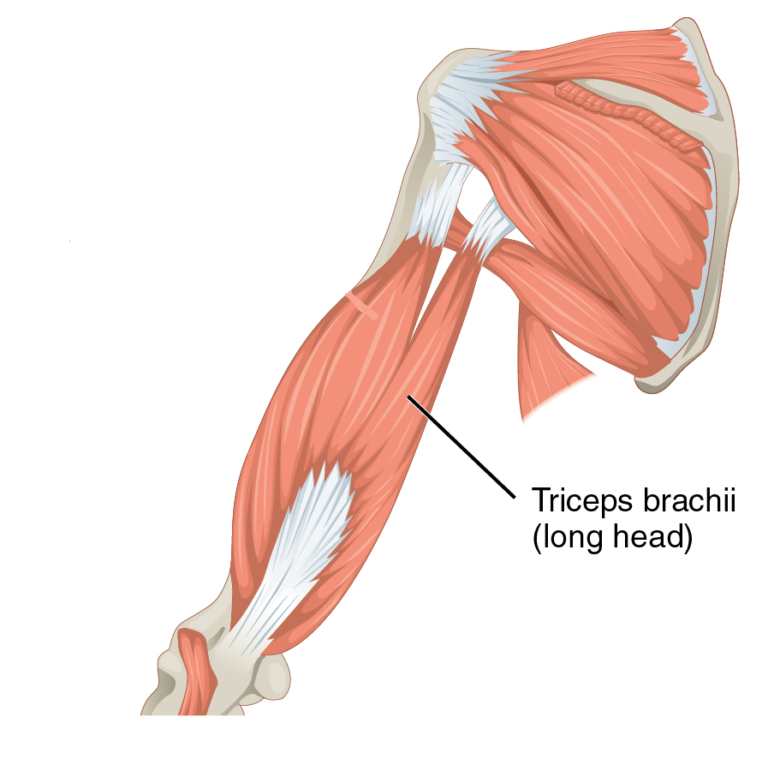 Triceps - Everything you need to know about Triceps - HealthNZest