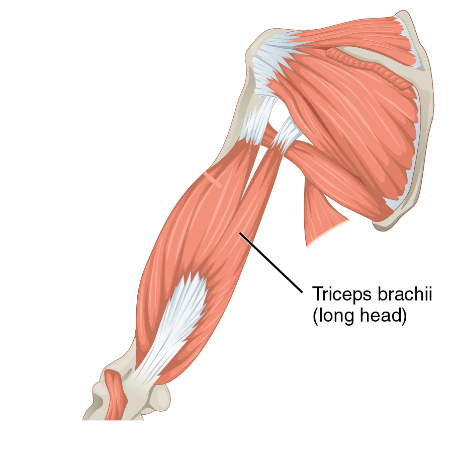 Triceps Long Head, Triceps, Workout, Fitness, Health